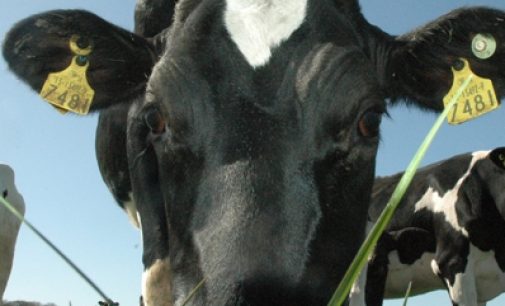 Teagasc Researcher Diarmuid Sheehan receives International Dairy Foods Association Research award