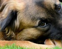 Irish Dog Foods is Exporter of the Year 2017