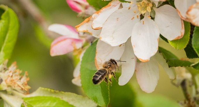 Cork Agtech Company Partners With Inmarsat to Save Bees and Increase Global Crop Production