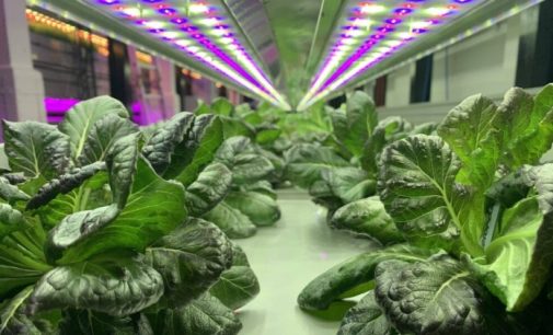 British companies lead the way with new vertical farm in Bermondsey