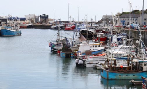 Seafood report shows UK import and export levels on the rise